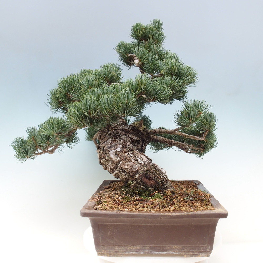 Outdoor bonsai - Pinus parviflora - Small pine tree
