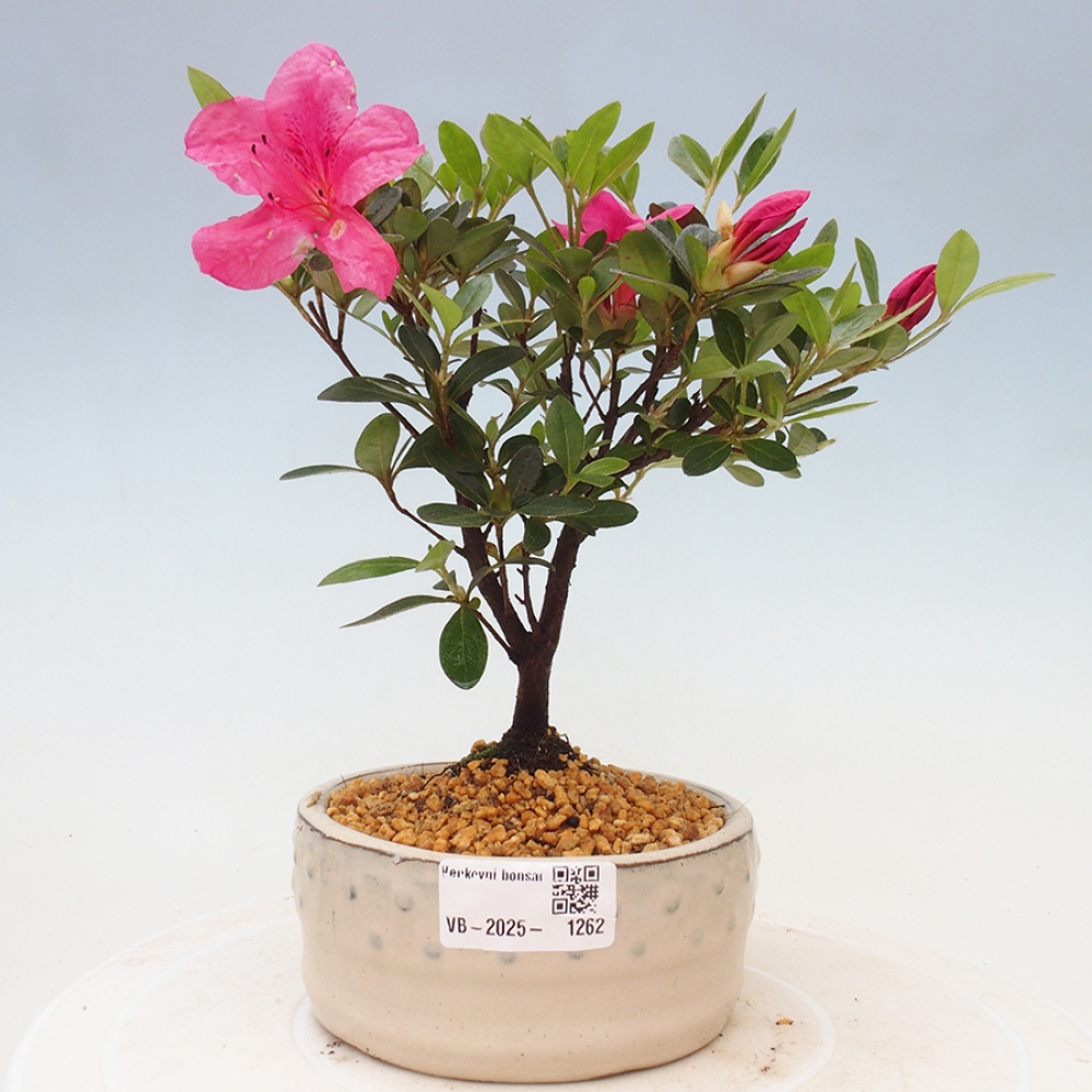 Outdoor bonsai - Japanese azalea - Azalea sp.