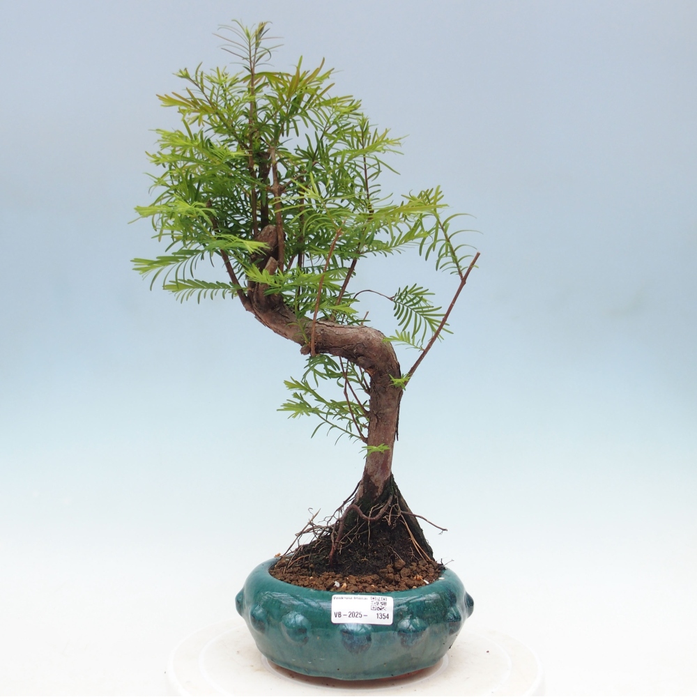 Outdoor bonsai - Metasequoia glyptostroboides - Chinese Metasequoia