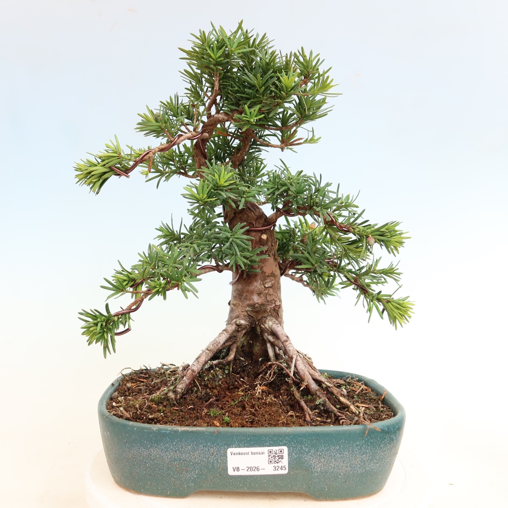 Outdoor Bonsai - Taxus cuspidata  - Japanese Yew