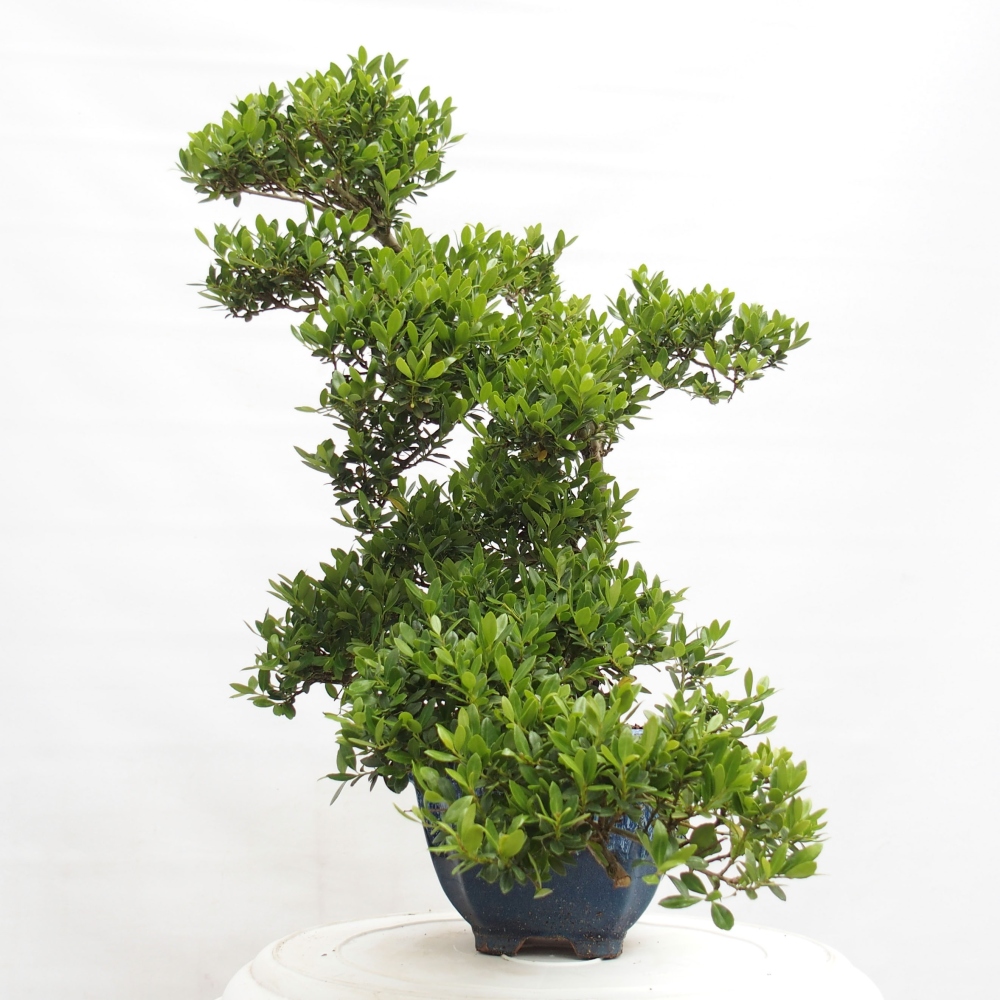 Indoor bonsai - Ilex crenata - Holly