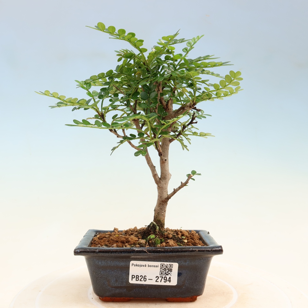 Room bonsai - Zantoxylum piperitum - pepper tree