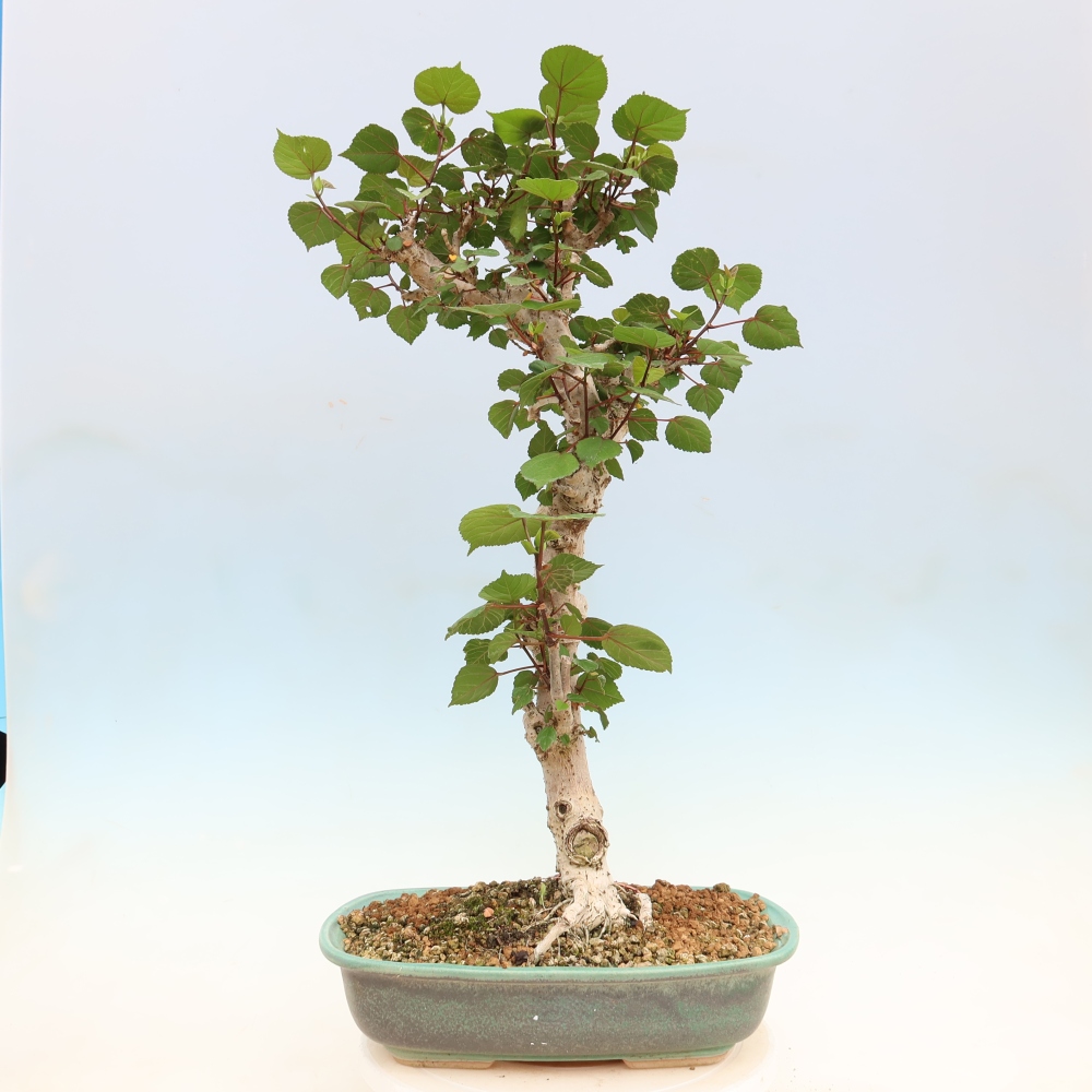 Indoor bonsai - Hibiscus tiliaceus - Sea Hibiscus