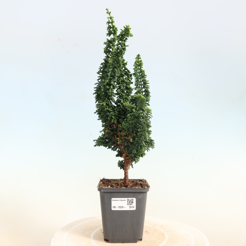 Outdoor bonsai - Cham. obtusa SEKKA HINOKI - Cypress