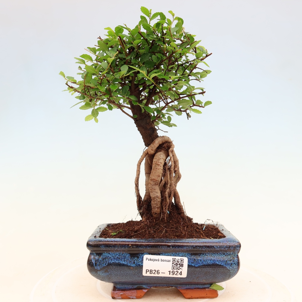 Room bonsai - Ulmus parvifolia - Small-leaved elm