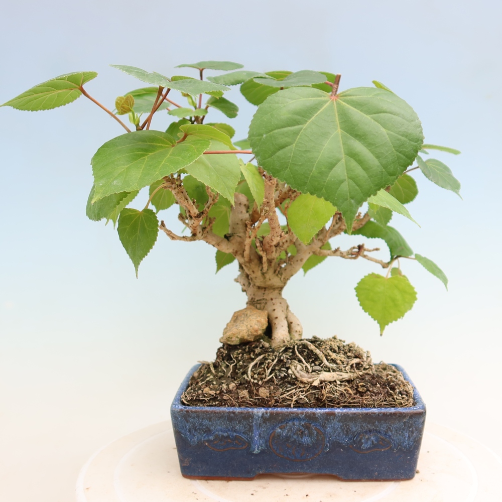 Indoor bonsai - Hibiscus tiliaceus - Sea Hibiscus