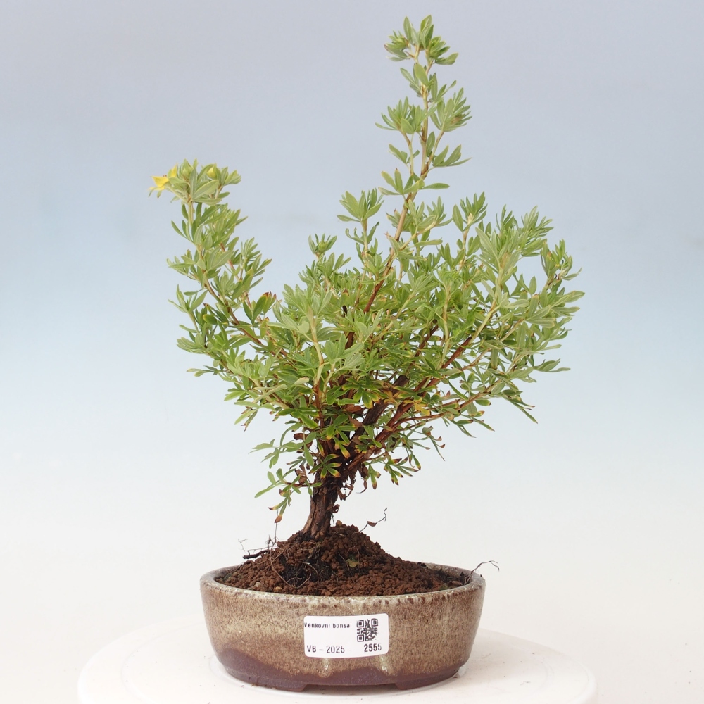 Outdoor bonsai-Cinquefoil - Potentila fruticosa yellow Bird