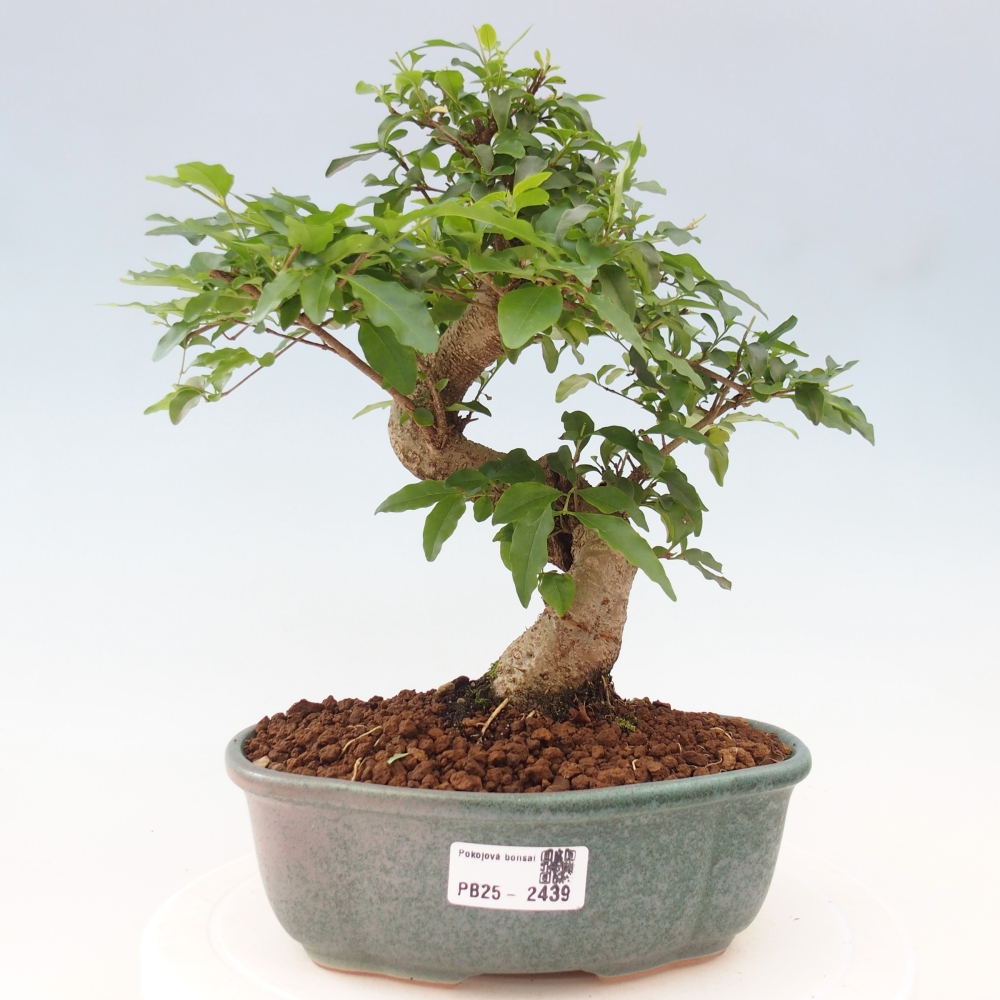 Indoor bonsai -Ligustrum chinensis - Bird's beak