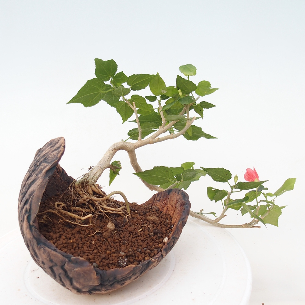 Indoor bonsai - Malvaviscus arboreus