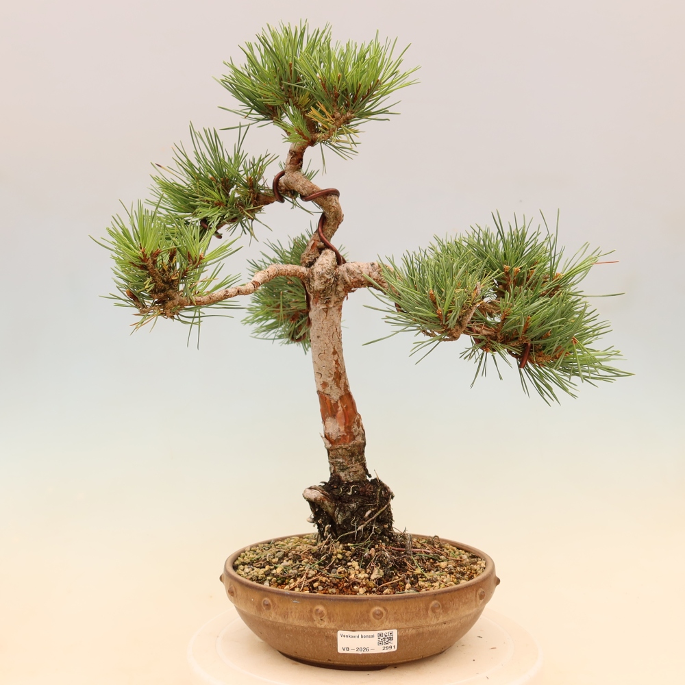 Outdoor Bonsai - Pinus sylvestris 'Watererri' - Scots Pine