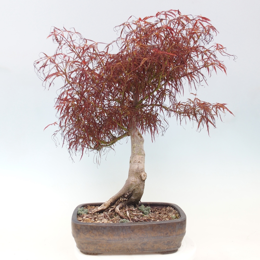 Outdoor bonsai - Acer palmatum RED PYGMY