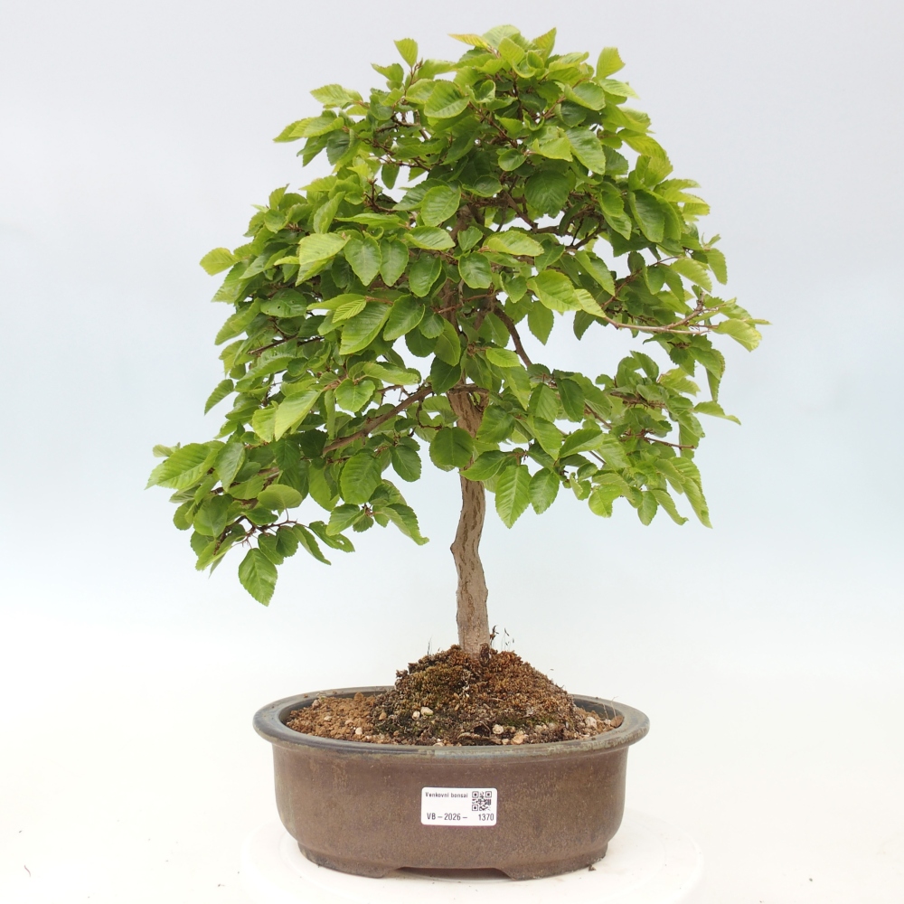 Outdoor bonsai -Carpinus CARPINOIDES - Korean Hornbeam
