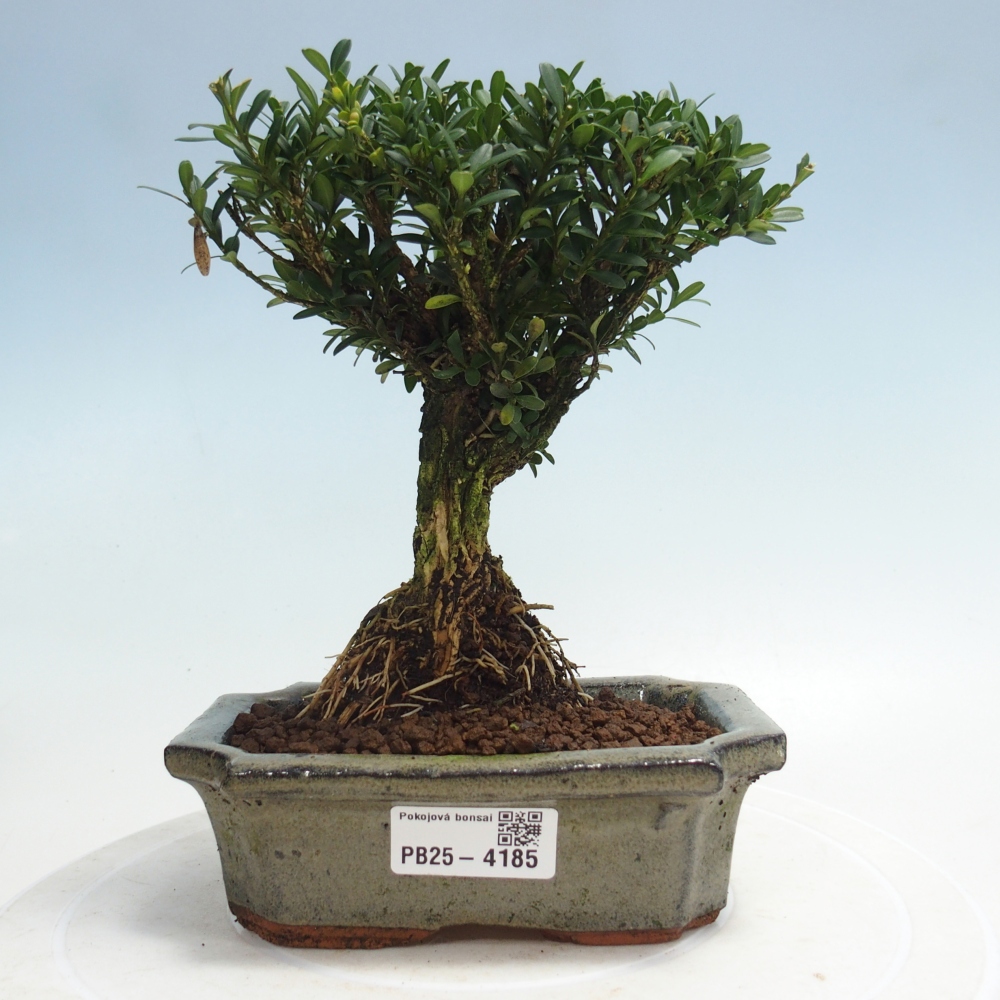 Room bonsai - Buxus harlandii - cork buxus