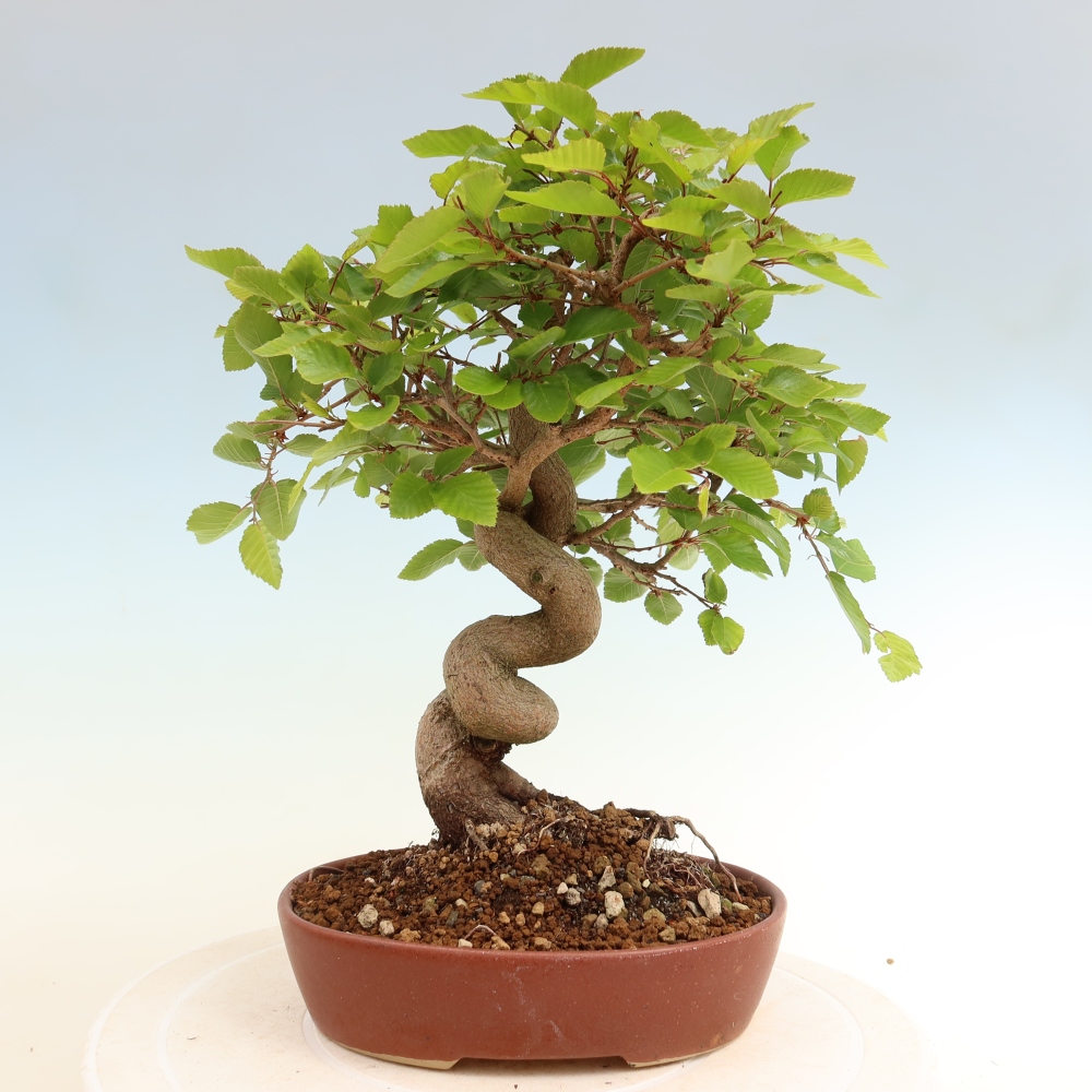 Outdoor bonsai -Carpinus coreana - Korean Hornbeam