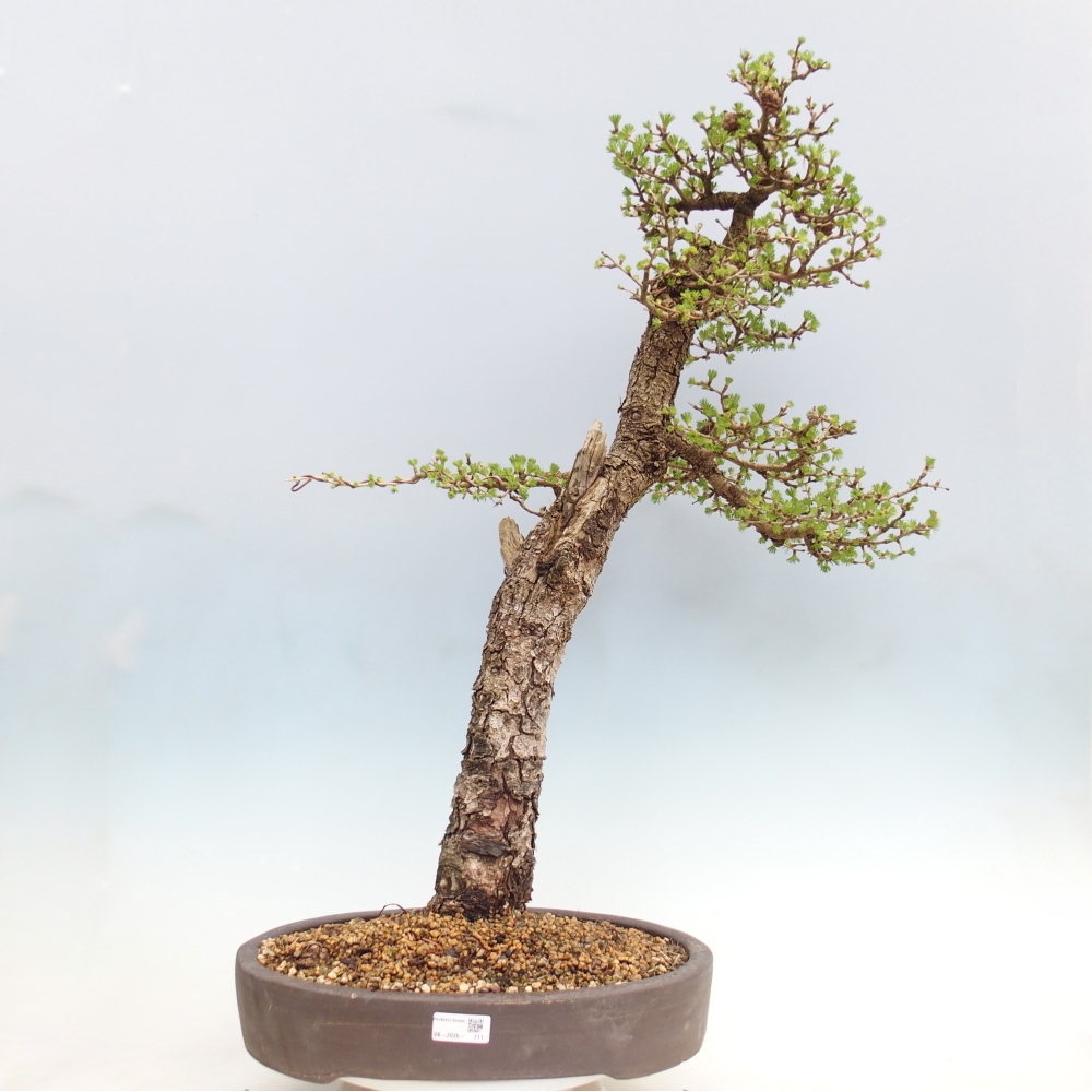Outdoor bonsai -Larix decidua - Larch - Pallet transport only
