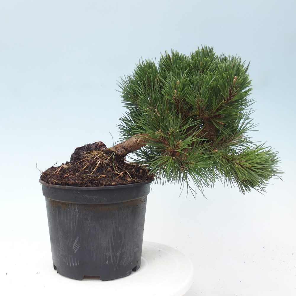 Outdoor bonsai - Pinus thunbergii senjyumaru - Thunberg pine