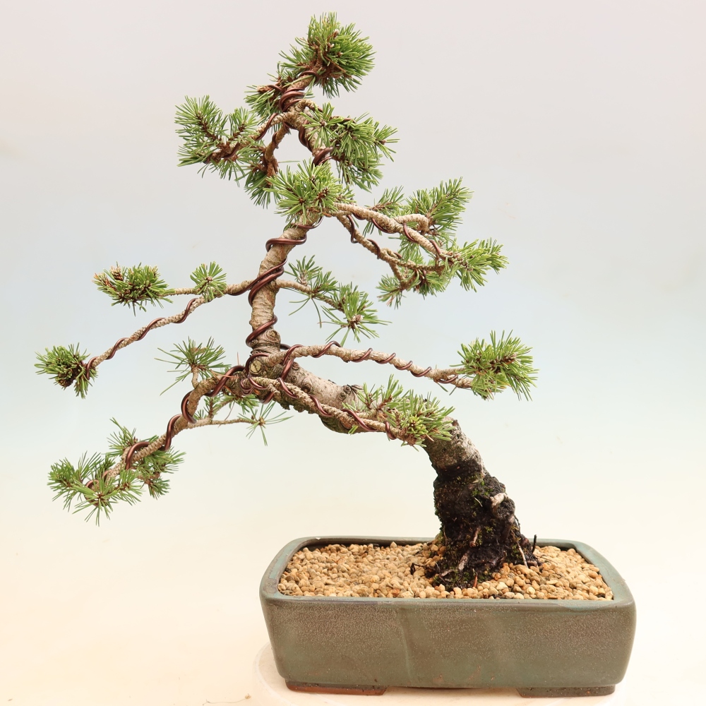 Outdoor Bonsai - Pinus mugo Humpy  - Mountain Pine