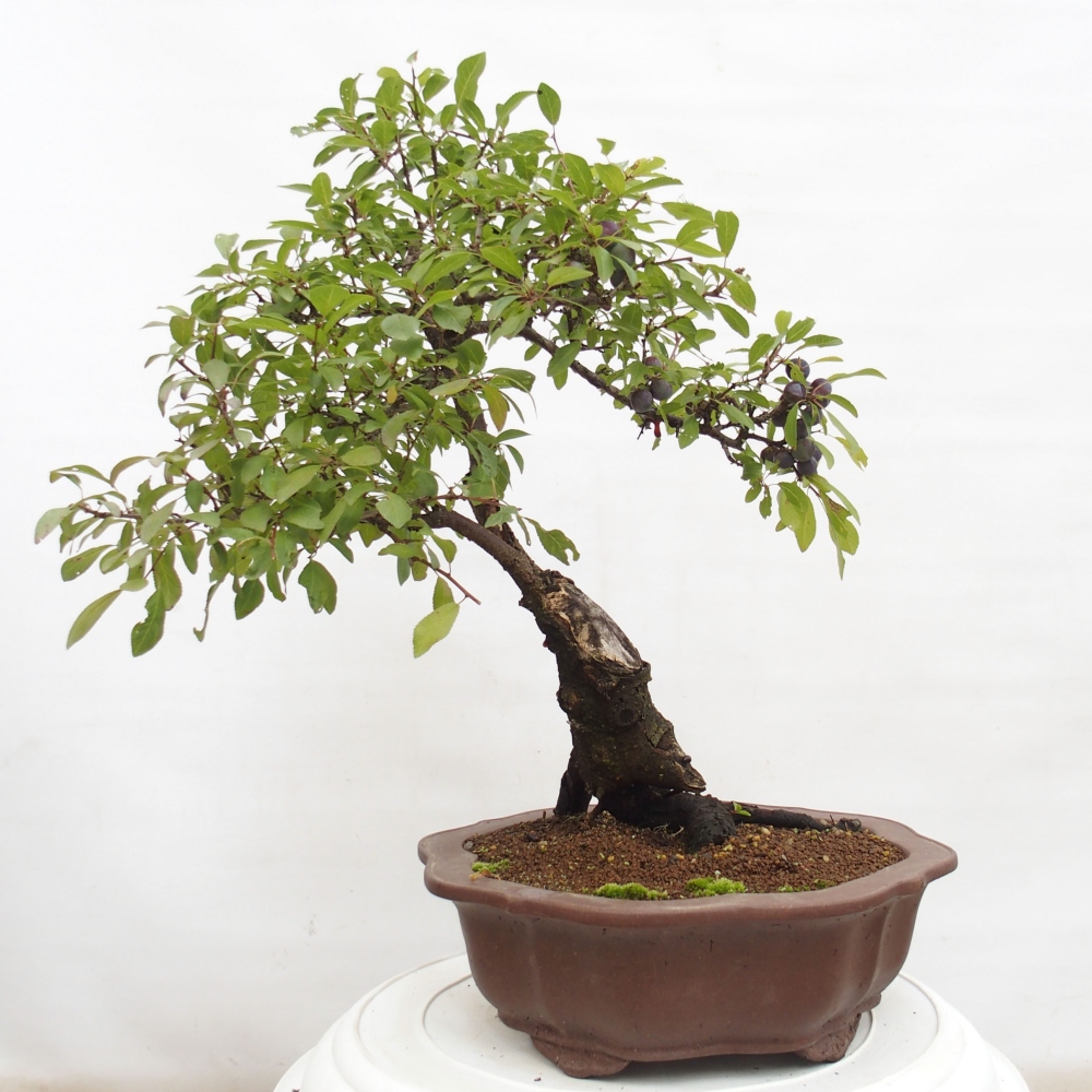 Outdoor bonsai - Prunus spinosa - blackthorn