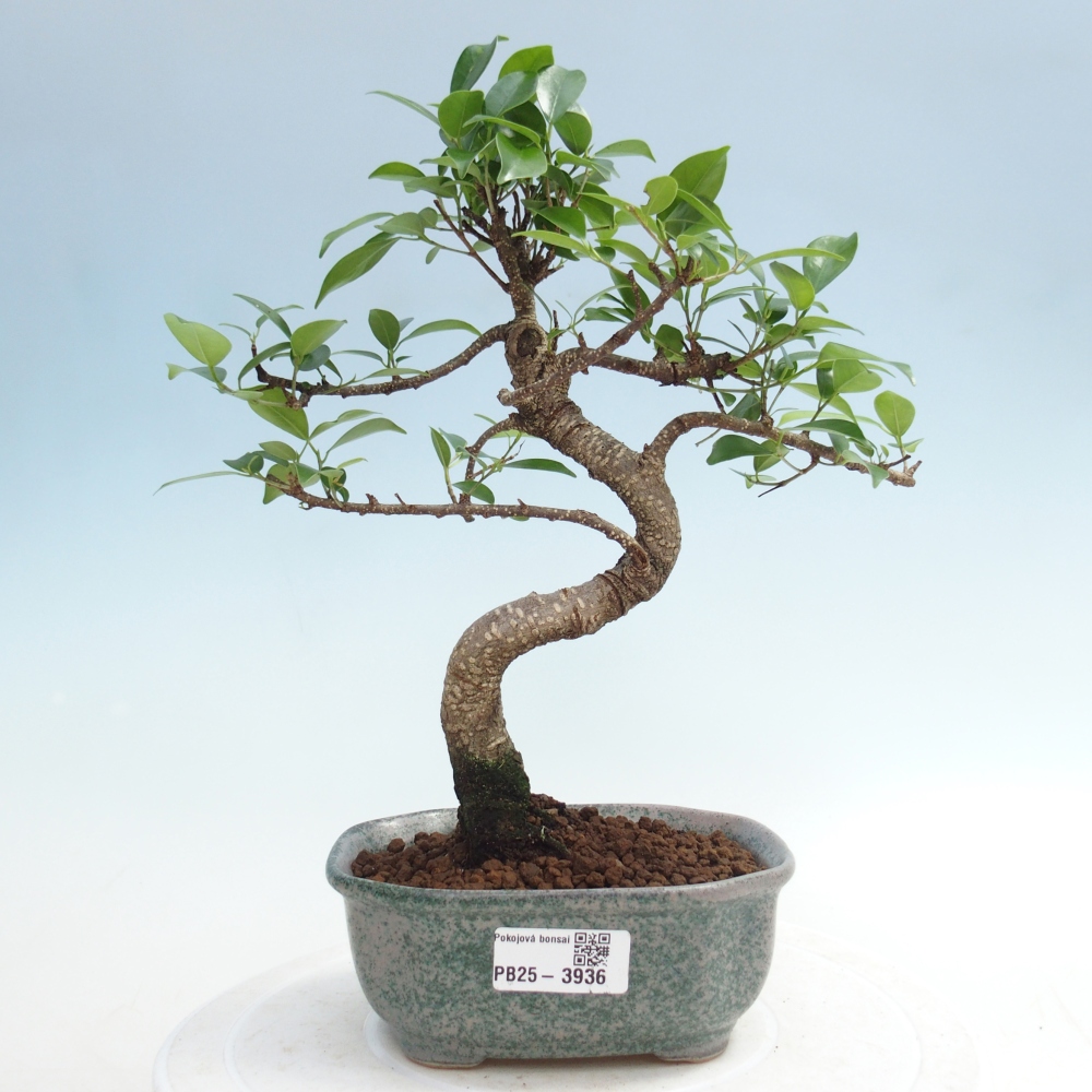 Room bonsai - Ficus retusa - small-leaved ficus
