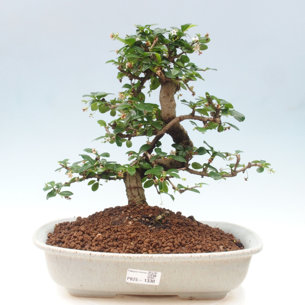 Room bonsai - Carmona macrophylla - Tea fuki
