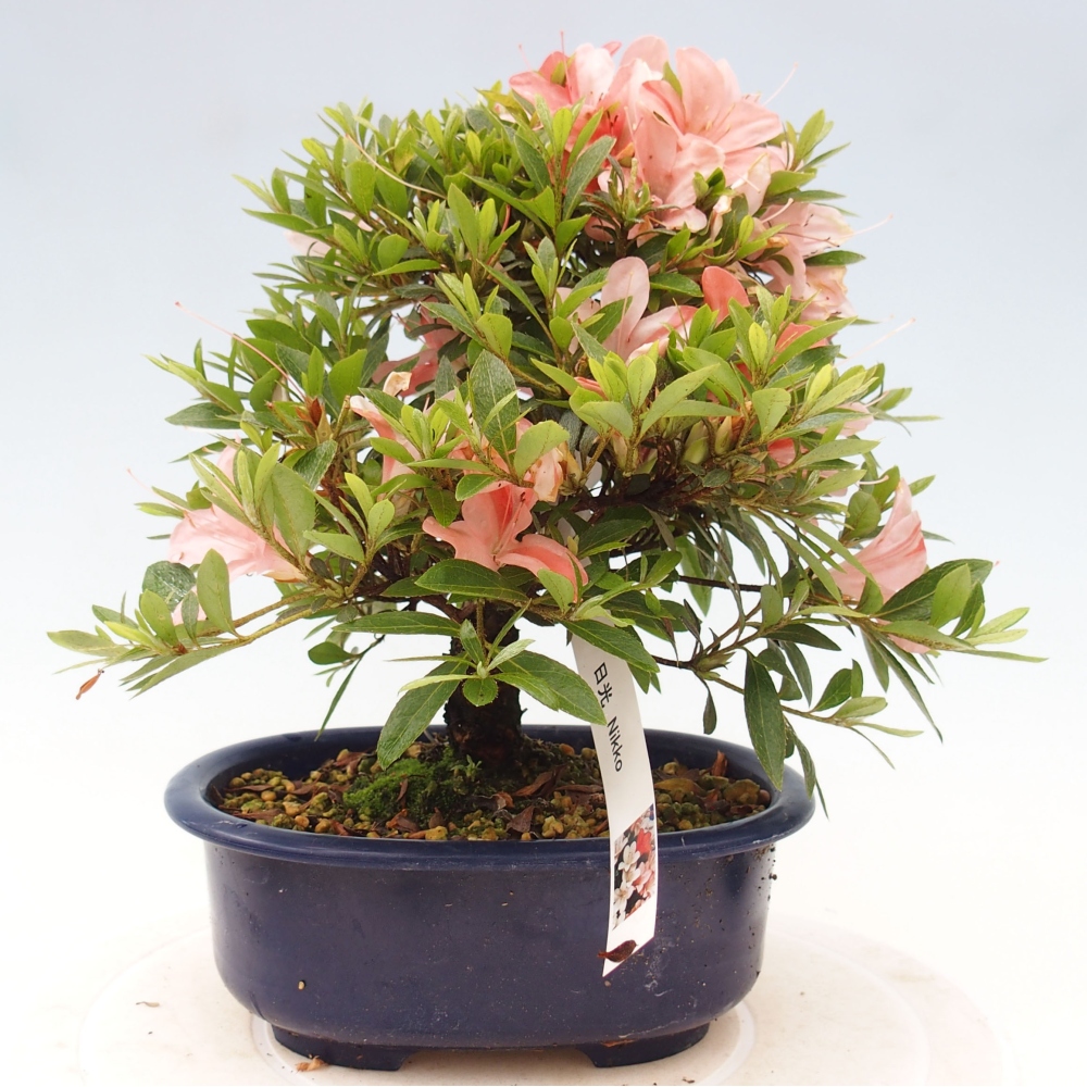 Outdoor bonsai - Japanese azalea - Azalea Nikko