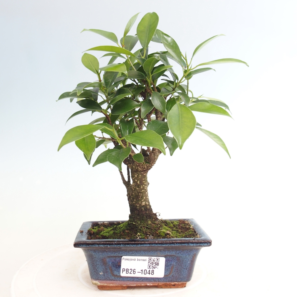 Room bonsai Ficus retusa kimmen