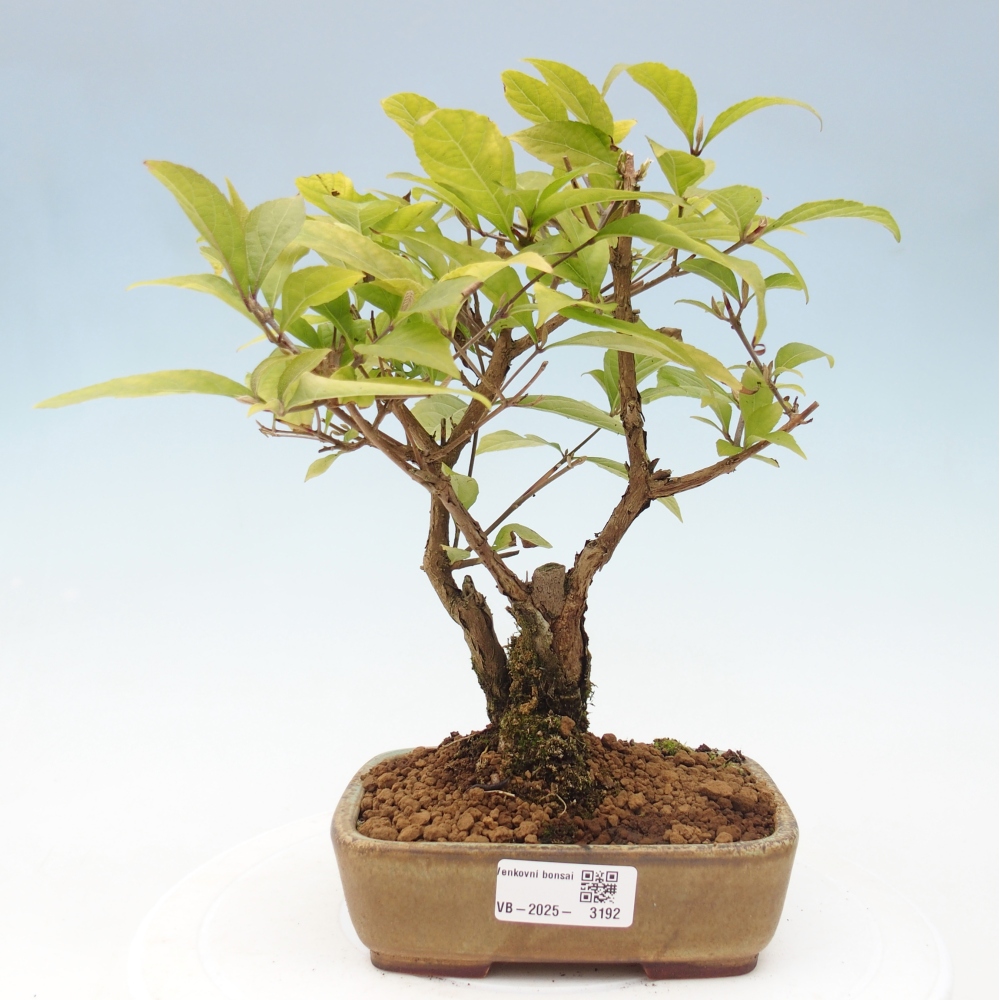 Outdoor bonsai - callicarpa jap Leucocarpa