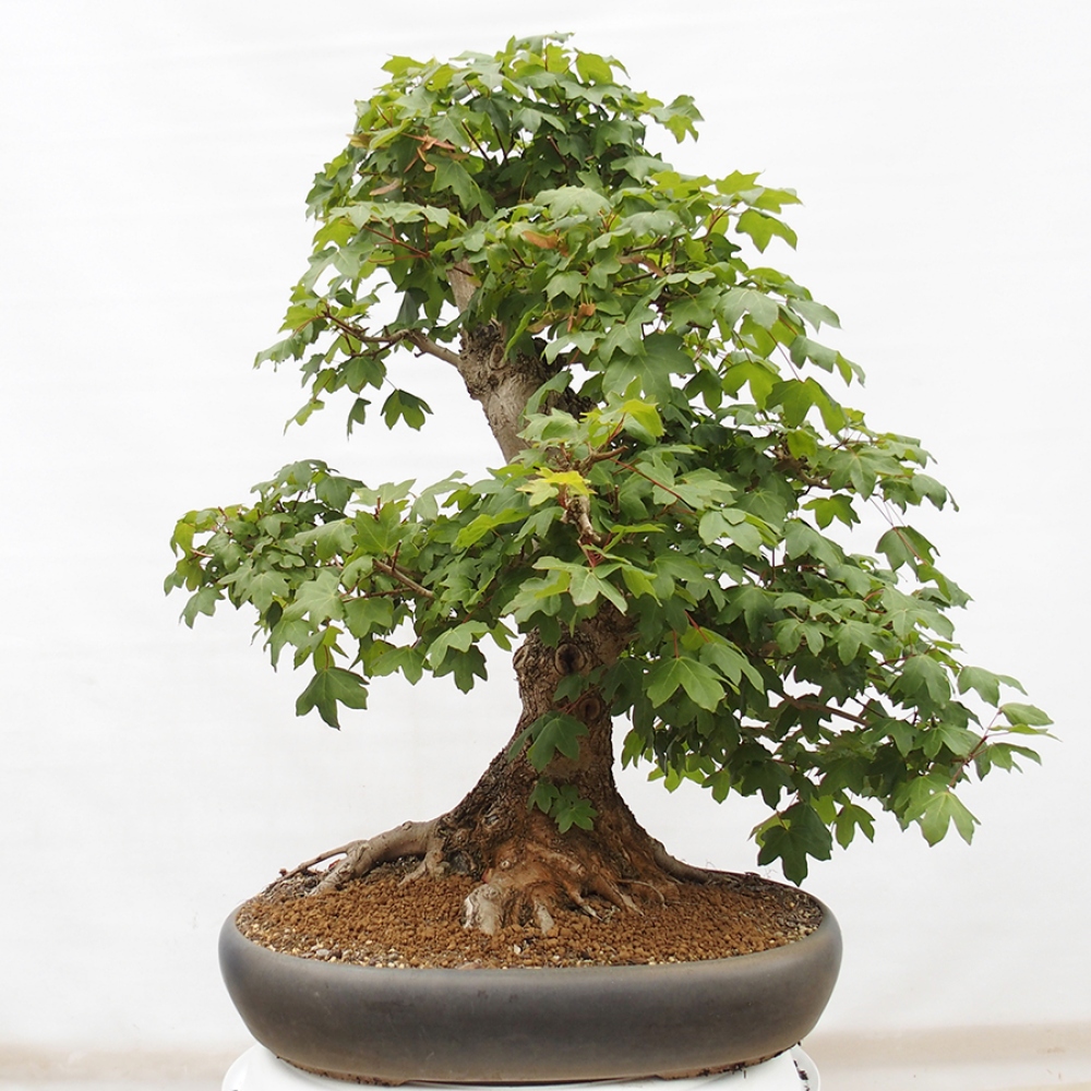 Outdoor bonsai - Baby maple - Acer campestre