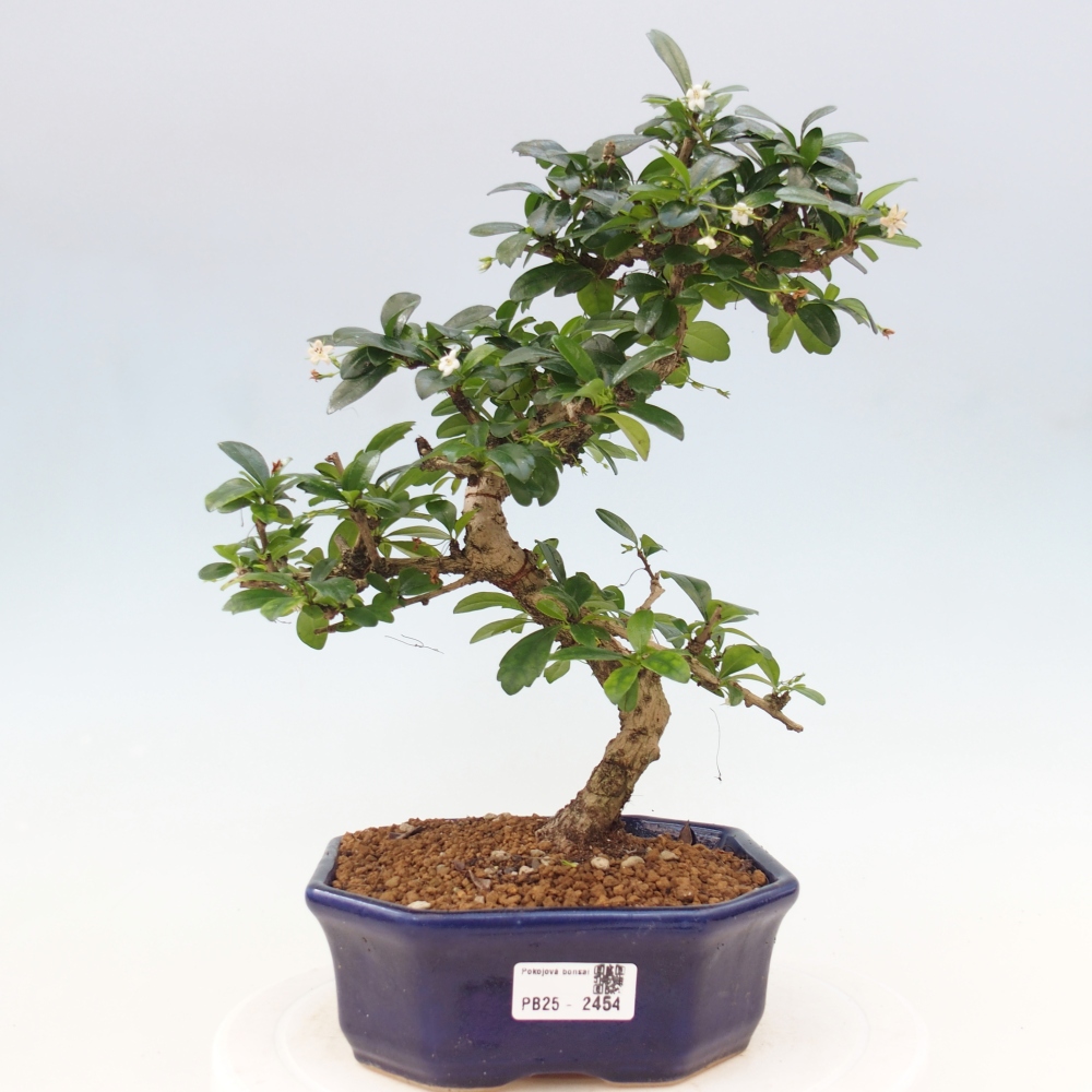 Room bonsai - Carmona macrophylla - Tea fuki