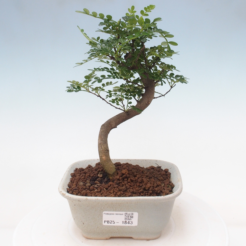 Indoor bonsai - Zantoxylum piperitum - Peppermint