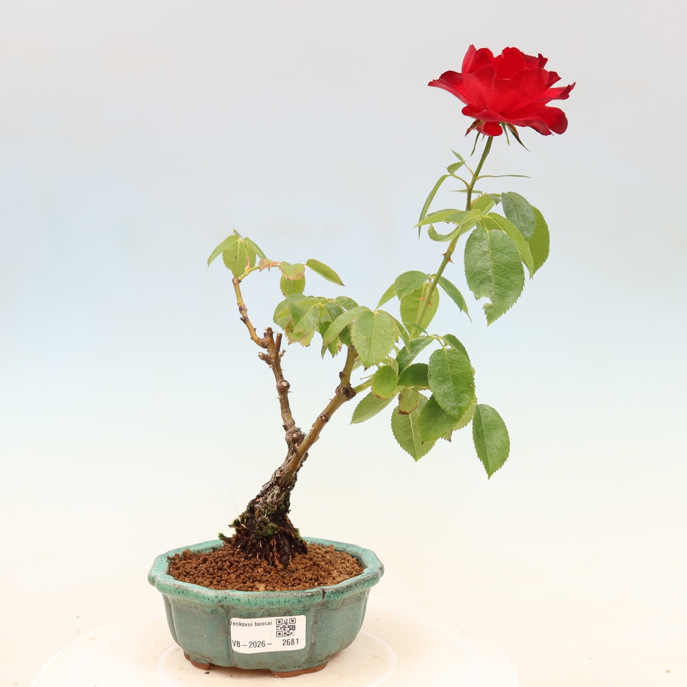 Outdoor Bonsai - Rosa Kordes - Rose