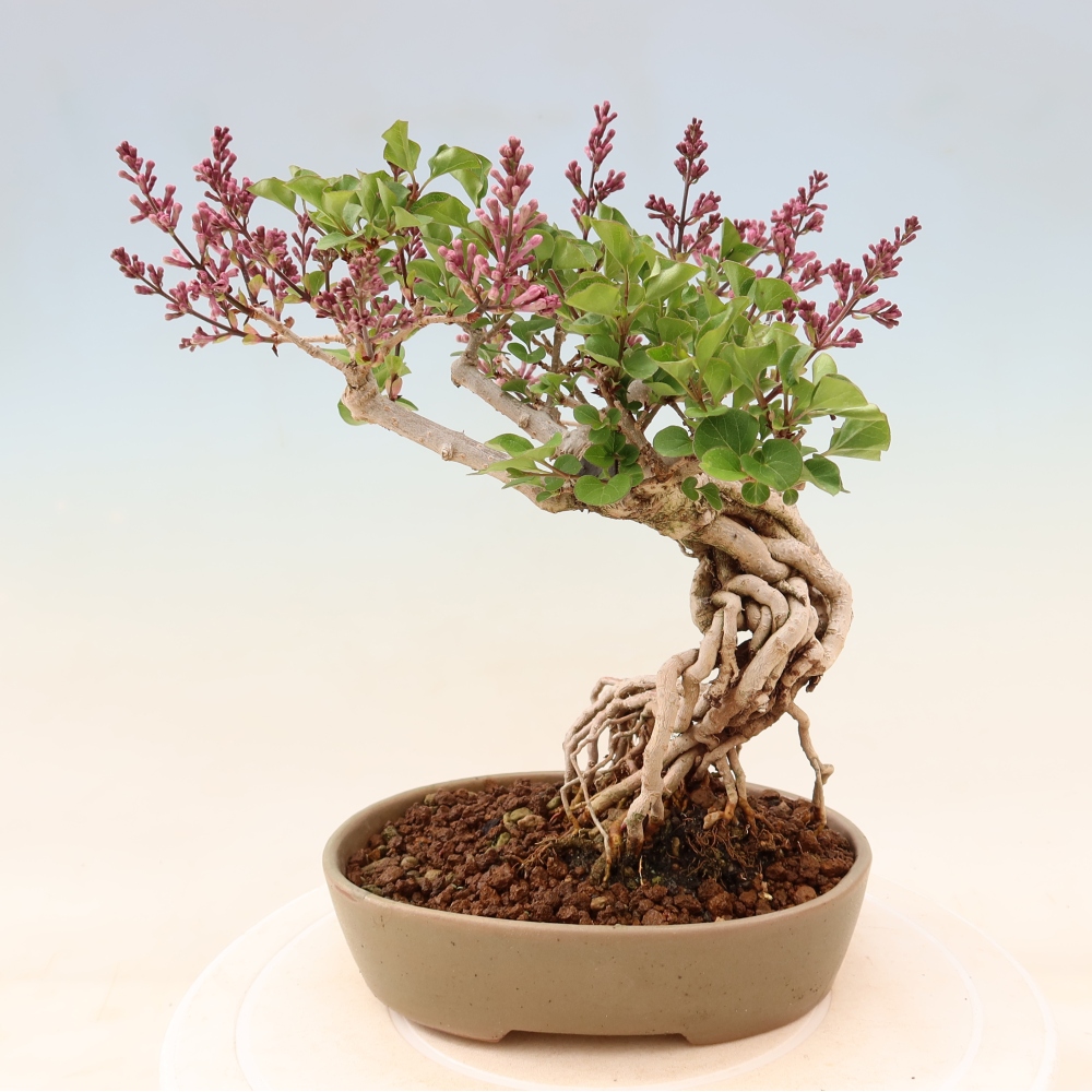 Outdoor bonsai - Syringa microphylla - small-flowered lilac