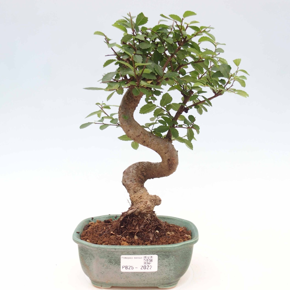 Room Malolistý elm bonsai