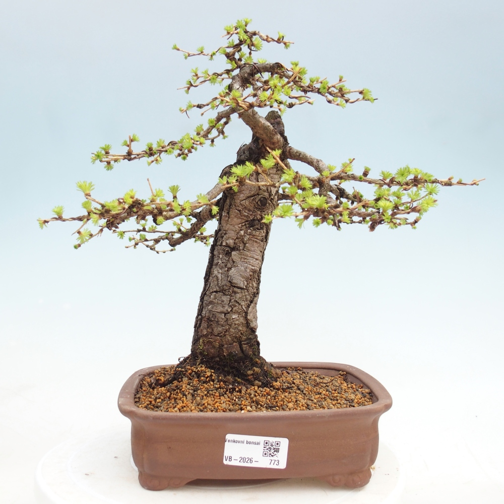 Outdoor bonsai -Larix decidua - Larch