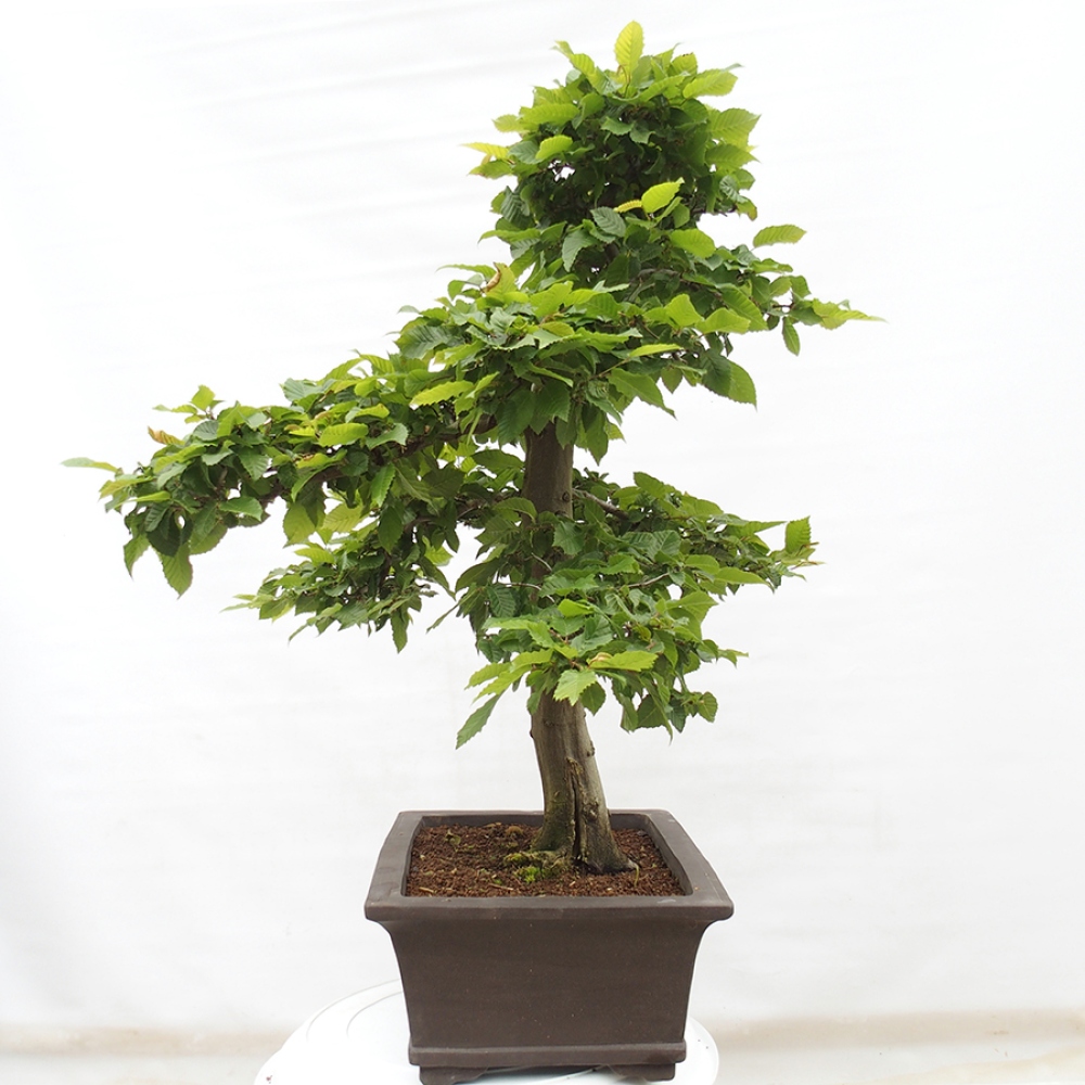 Outdoor bonsai - Hornbeam - Carpinus betulus