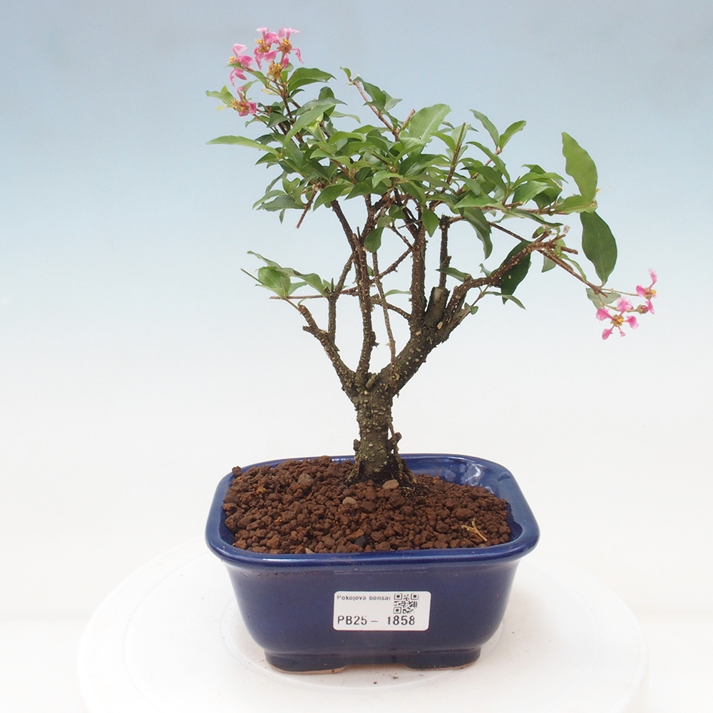 Room bonsai - Malpighia coccigera- Barbdorian cherry