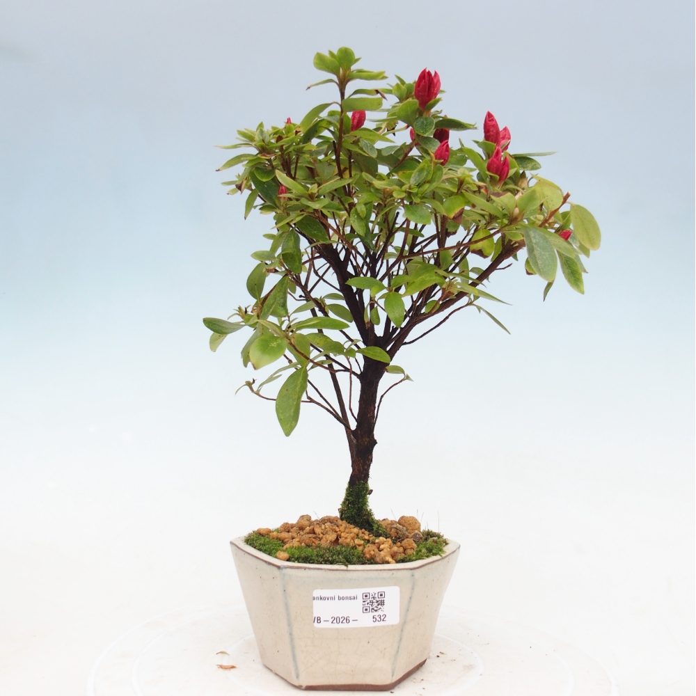 Outdoor bonsai - Japanese azalea - Azalea sp.