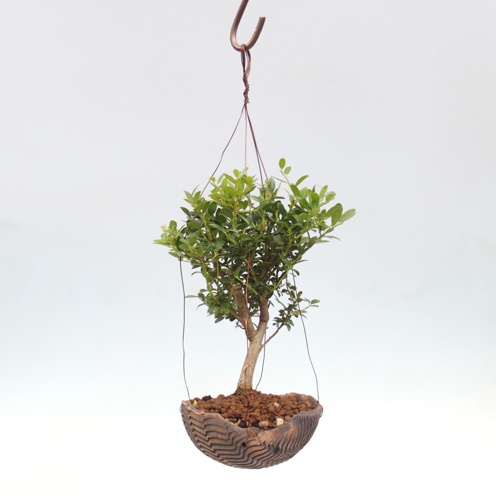 Kokedama in ceramic - Ilex crenata - Holly