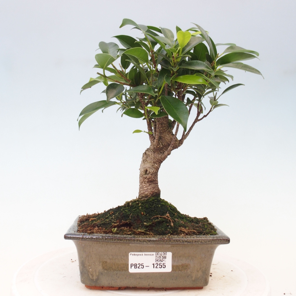 Indoor bonsai - Ficus retusa - small-leaved ficus