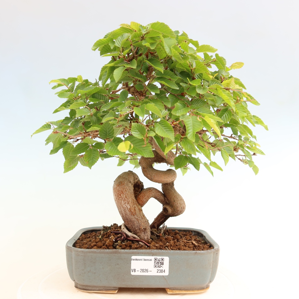 Outdoor bonsai -Carpinus coreana - Korean Hornbeam