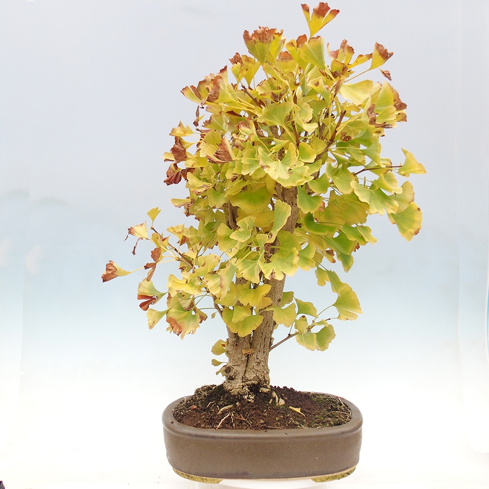 Outdoor bonsai - Ginkgo biloba
