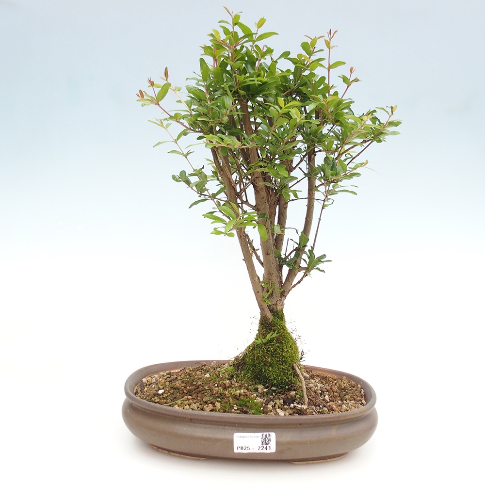 Room bonsai-PUNICA granatum nana-Pomegranate