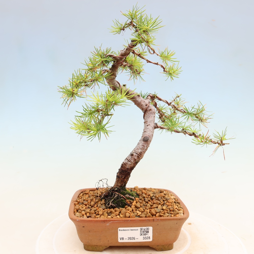 Outdoor bonsai -Larix decidua - Larch