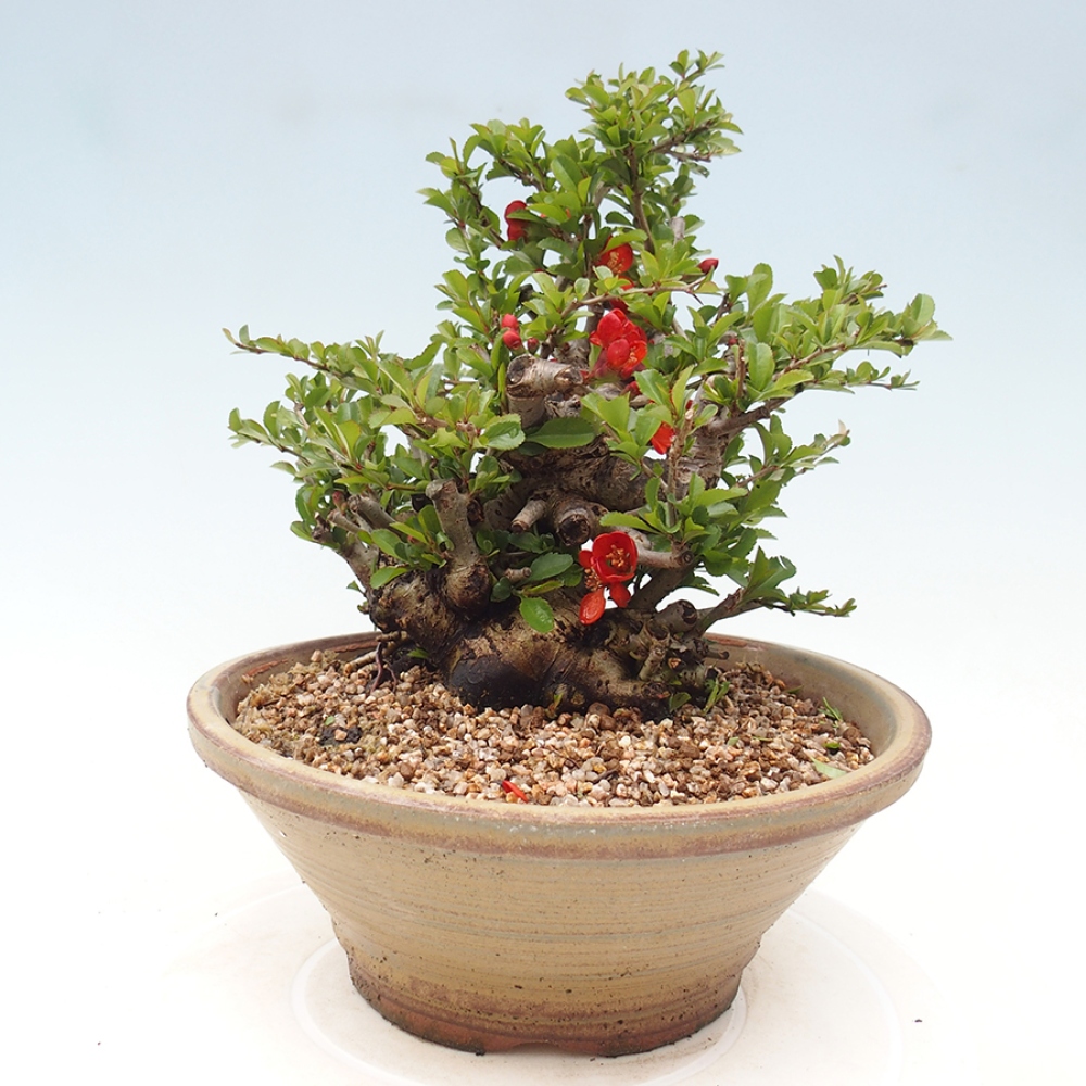 Outdoor bonsai - Chaneomeles speciosa - Quince