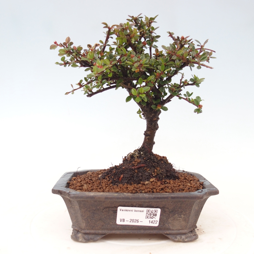 Outdoor bonsai - Cotoneaster horizontalis - Rocky Mountain