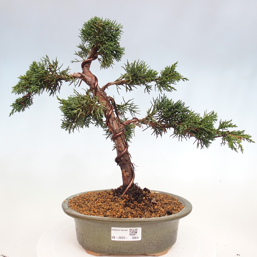 Outdoor bonsai - Juniperus chinensis Kishu - Chinese Juniper
