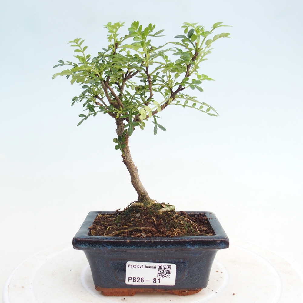 Room bonsai - Zantoxylum piperitum - pepper tree