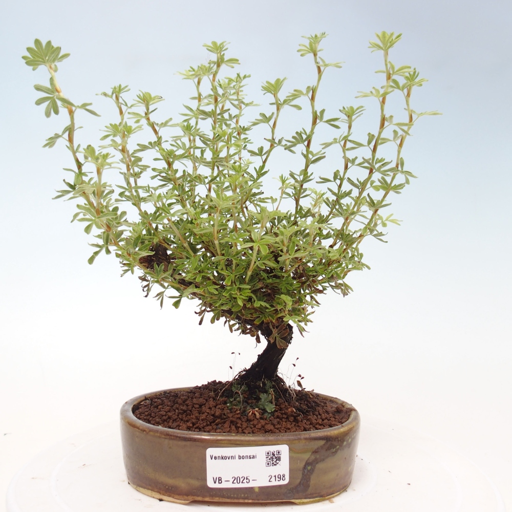 Outdoor bonsai-Cinquefoil - Potentila fruticosa yellow Bird