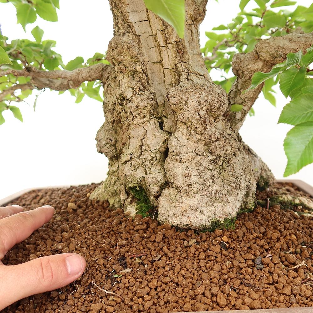 Outdoor bonsai - Carpinus Coreana - Korean hornbeam