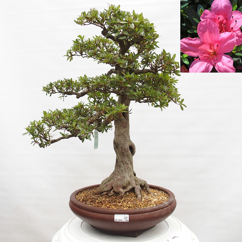 Outdoor bonsai - Japanese Azalea - Azalea Osakazumi